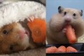 【動画】にんじんを食べるハムスターが最高に可愛い!詰め込みすぎて顔が変形!?