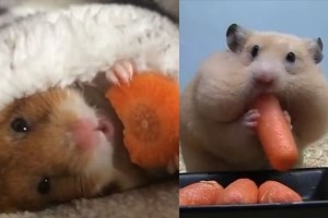 【動画】にんじんを食べるハムスターが最高に可愛い！詰め込みすぎて顔が変形！？