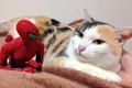 ツッコミどころ満載!?“猫の大吉さんとスパイダーマンの絡み”が絶妙でオモシロイ!