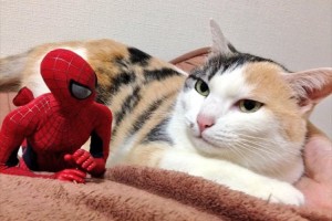 ツッコミどころ満載！？“猫の大吉さんとスパイダーマンの絡み”が絶妙でオモシロイ！