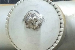 フクロウが煙突にはさまるも、無事に救出されて飛び去った出来事が話題に！