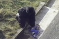 【感動】ゴリラの檻に落ちた少年…寄ってきたゴリラがとった行動とは!?