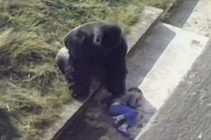 【感動】ゴリラの檻に落ちた少年…寄ってきたゴリラがとった行動とは！？