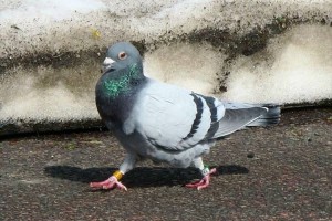 ハトが人間のガンを検出できる！？人間の目には見えない影を認識できることが判明