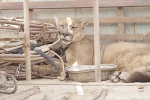 鎖を外され、やっと自由の身に…20年間サーカス団に飼われていたピューマを解放