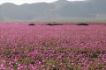エルニーニョ現象によって、草ひとつ生えていない砂漠が“一面の花畑”に！