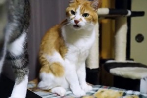 「なんだこのにおいは！？」あまりの臭さに驚愕したネコの表情がおもしろすぎると話題に！