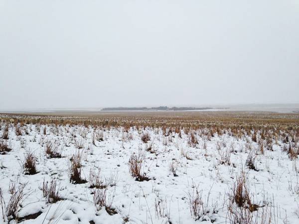 sheep-camouflaged-field-pilgrim-farms-liezel-kennedy-11r