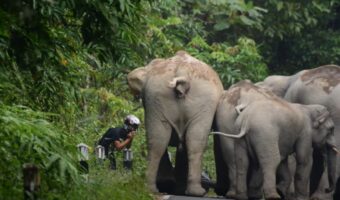 「ちょっ、待って！」死ぬかと思った瞬間！たくさんの象の群れに囲まれ一触即発の恐ろしい状況を経験したライダー