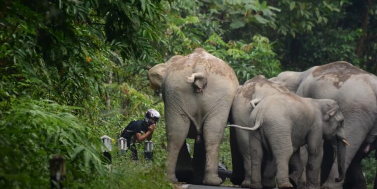 「ちょっ、待って！」死ぬかと思った瞬間！たくさんの象の群れに囲まれ一触即発の恐ろしい状況を経験したライダー