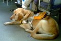 「盲導犬は乗せないで!」バスの運転手の乗車拒否に他の乗客が猛抗議