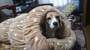 犬たちをダメにするしまむらのロールクッションが想像以上にヤバい！しまむらホイホイ。