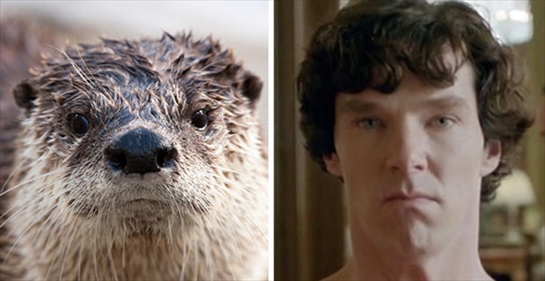 benedict-cumberbatch-otter-lookalike-doppelganger17__605_R
