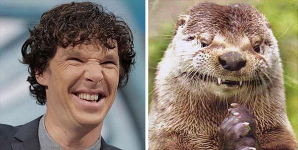 benedict-cumberbatch-otter-lookalike-doppelganger1__605_R