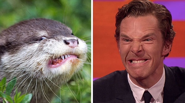 benedict-cumberbatch-otter-lookalike-doppelganger20__605_R