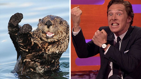 benedict-cumberbatch-otter-lookalike-doppelganger21__605_R