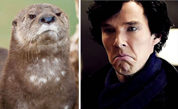 benedict-cumberbatch-otter-lookalike-doppelganger6__605_R