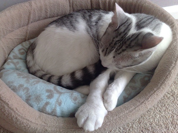 cat-bee-stings-102__605r