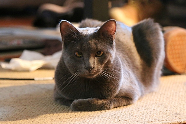 cat-bee-stings-9__605r