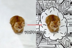 1匹の猫に落書きしてみたらいろいろ面白かった！15選