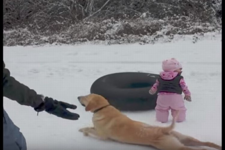 「こうやるんだよ～」赤ちゃんに雪の上を滑る方法を教えるワンコがかわいい