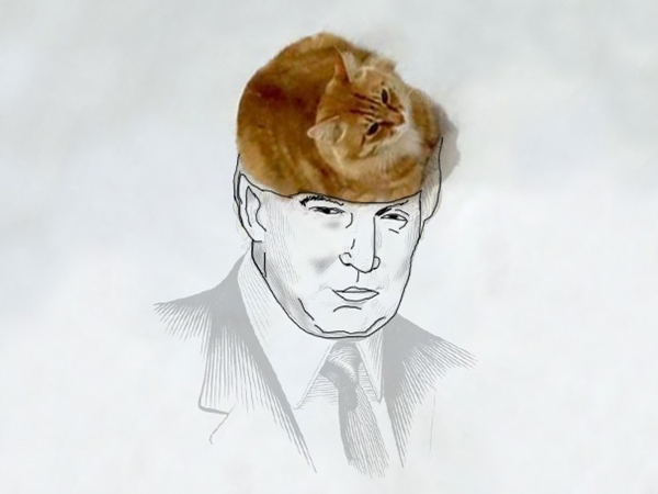 funny-doodles-on-lovely-cat-photo-donald-trump__605r