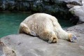 「ね、眠い…もうダメ…zzz」眠気で力尽きてしまった可愛すぎる動物12選!