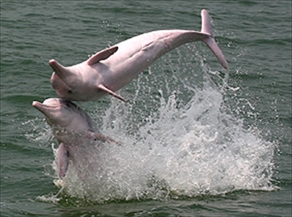 layout6typeDimage2317_R