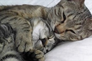 「連れていかないで…」我が子が里親にもらわれる朝、母猫は事態を悟り子供を抱きしめる