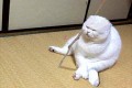 「ほら、仙豆じゃ」ドラゴンボールの“カリン様”にそっくりな猫が発見されて話題に!