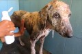 【動画】皮膚がボロボロの犬を救助!治療を受けて6週間後には見違える姿に…!