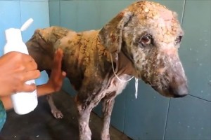 【動画】皮膚がボロボロの犬を救助！治療を受けて6週間後には見違える姿に…！