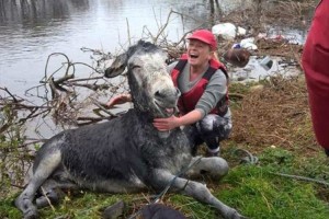 洪水で溺れていたロバを救出！救出後、安心したロバの“満面の笑み”が話題に！