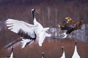 「この餌は渡さない！」魚を横取りしに来たワシに、ツルの前蹴りが炸裂！【決定的瞬間】