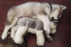 小さな頃から“1つのぬいぐるみとずっと一緒”のハスキー犬が微笑ましい♪