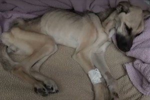 虐待を受けて痩せ細った犬が、献身的な介護によって元気に回復するまで…
