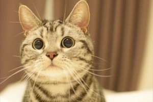 自分が食べるツナ缶を開けている横で、ネコ缶だと信じるキラキラした眼差し