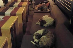 これなら寒くない“閉店後、野良犬を毎晩招き入れる”ギリシャのカフェに愛がある！