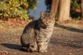 「千代田区」が“猫の殺処分ゼロ”を継続中!共生をめざす素晴らしい取組みだと話題に