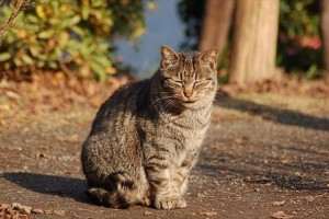「千代田区」が“猫の殺処分ゼロ”を継続中！共生をめざす素晴らしい取組みだと話題に
