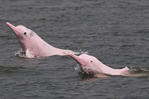 “見たら幸せになる”と言われる、観光客に大人気の「ピンクイルカ」が絶滅の危機に直面