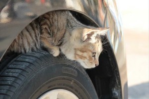 エンジンをかける前に「猫バンバン」していますか？ちょっとした思いやりで救える命