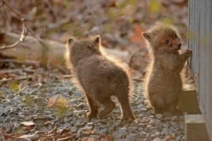 こんこん♪民家の裏庭に遊びに来ていた“キツネの赤ちゃんたち”が可愛すぎる♪