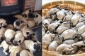 「パグ」と「牡蠣」が似ていることに、ふと気づいてしまった…というツイートが話題に!