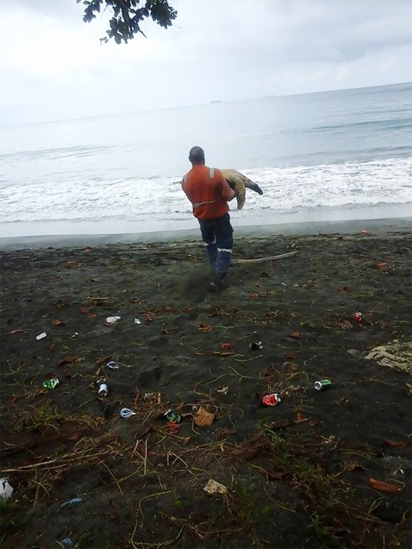 man-saves-sea-turtles-arron-culling-papua-new-guinea-6r