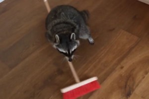 床掃除はお任せ！主人のためにお手伝いをするアライグマが可愛すぎる！
