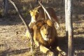 百獣の王もやはりネコ!?背後からの忍び寄るライオンの姿がおもしろすぎる!
