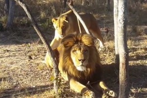 百獣の王もやはりネコ！？背後からの忍び寄るライオンの姿がおもしろすぎる！