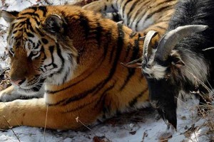 種族を越えて芽生えた友情！食べられるはずだったヤギがトラと仲良しに！