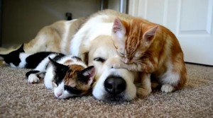 犬と猫の“人間の年齢に換算方法”でしつけや体調管理の目安に